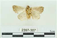 粉紅帶散紋夜蛾藏品圖，第2張