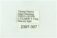 粉紅帶散紋夜蛾藏品圖，第3張