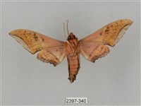 廣東鷹翅天蛾藏品圖，第2張