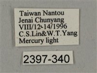 廣東鷹翅天蛾藏品圖，第3張