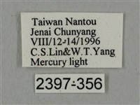 廣東鷹翅天蛾藏品圖，第3張