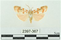 臺雪苔蛾藏品圖，第1張