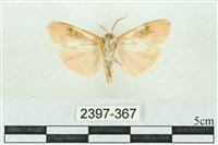 臺雪苔蛾藏品圖，第2張