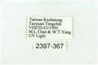 臺雪苔蛾藏品圖，第3張