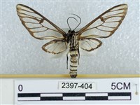 登錄號:002397-00404藏品圖，第2張