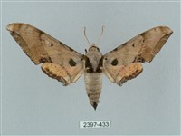 廣東鷹翅天蛾藏品圖，第1張