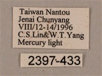 廣東鷹翅天蛾藏品圖，第3張