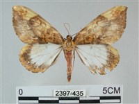 枯葉尺蛾藏品圖，第1張