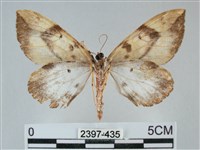 枯葉尺蛾藏品圖，第2張