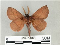 棕斜帶枯葉蛾藏品圖，第2張