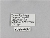 棕斜帶枯葉蛾藏品圖，第3張