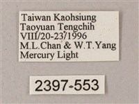 藏斜紋天蛾藏品圖，第3張