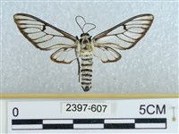 登錄號:002397-00607藏品圖，第1張