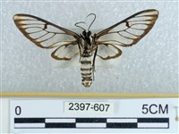 登錄號:002397-00607藏品圖，第2張