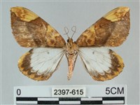 枯葉尺蛾藏品圖，第1張