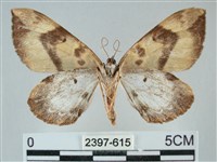 枯葉尺蛾藏品圖，第2張