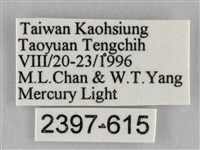 枯葉尺蛾藏品圖，第3張