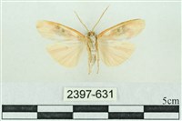 臺雪苔蛾藏品圖，第2張