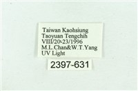 臺雪苔蛾藏品圖，第3張