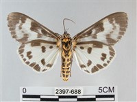 扭擬燈蛾藏品圖，第2張