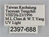 扭擬燈蛾藏品圖，第3張