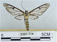 登錄號:002397-00714藏品圖，第1張