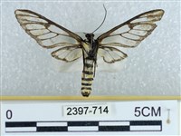 登錄號:002397-00714藏品圖，第2張