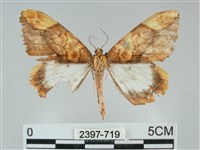 枯葉尺蛾藏品圖，第1張