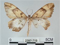 枯葉尺蛾藏品圖，第2張