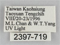 枯葉尺蛾藏品圖，第3張