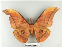 大透目天蠶蛾藏品圖，第1張