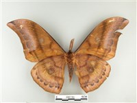 大透目天蠶蛾藏品圖，第2張