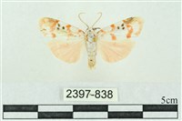 臺雪苔蛾藏品圖，第1張