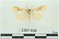 臺雪苔蛾藏品圖，第2張