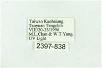 臺雪苔蛾藏品圖，第3張