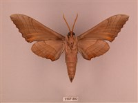 栗六點天蛾藏品圖，第2張