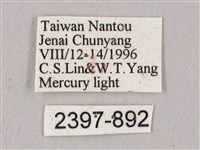 栗六點天蛾藏品圖，第3張