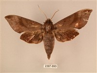 背中白天蛾藏品圖，第1張