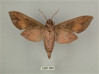 背中白天蛾藏品圖，第2張