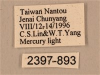 背中白天蛾藏品圖，第3張