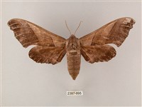 齒翅三線天蛾藏品圖，第1張