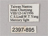 齒翅三線天蛾藏品圖，第3張