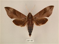 背中白天蛾藏品圖，第1張