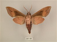 背中白天蛾藏品圖，第2張