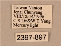 背中白天蛾藏品圖，第3張