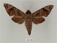 半緣缺角天蛾藏品圖，第1張