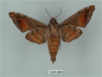 半緣缺角天蛾藏品圖，第2張