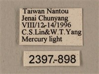 半緣缺角天蛾藏品圖，第3張