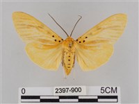 橙擬燈蛾藏品圖，第1張