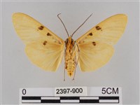 橙擬燈蛾藏品圖，第2張